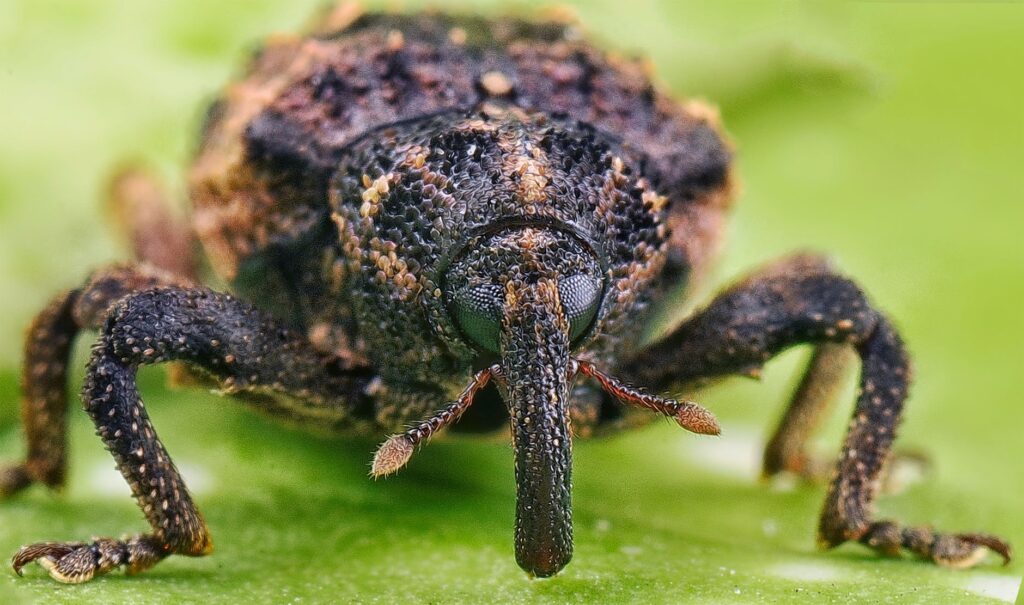 米に湧くコクゾウムシなどの虫を拡大したイメージ